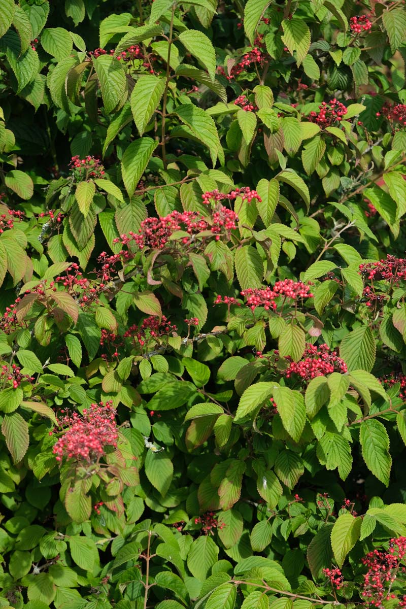 Viburnum plicatum 'Cascade'