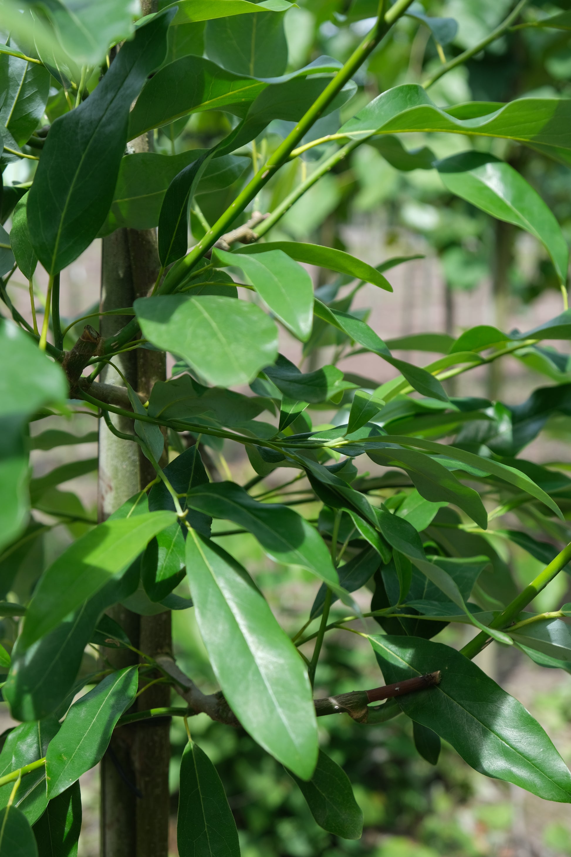 Magnolia virginiana op stam stam