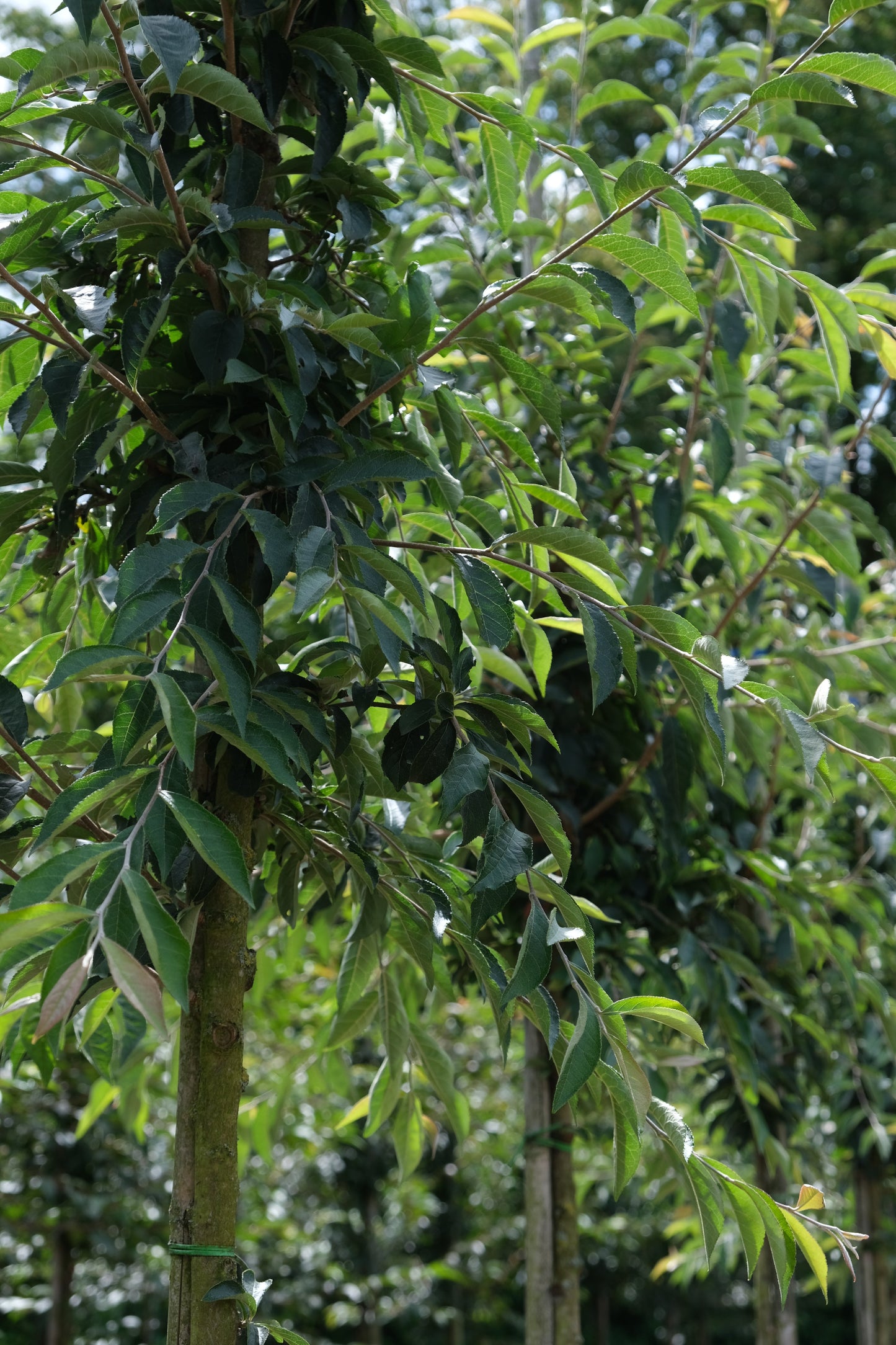 Photinia villosa meerstammig / struik stam