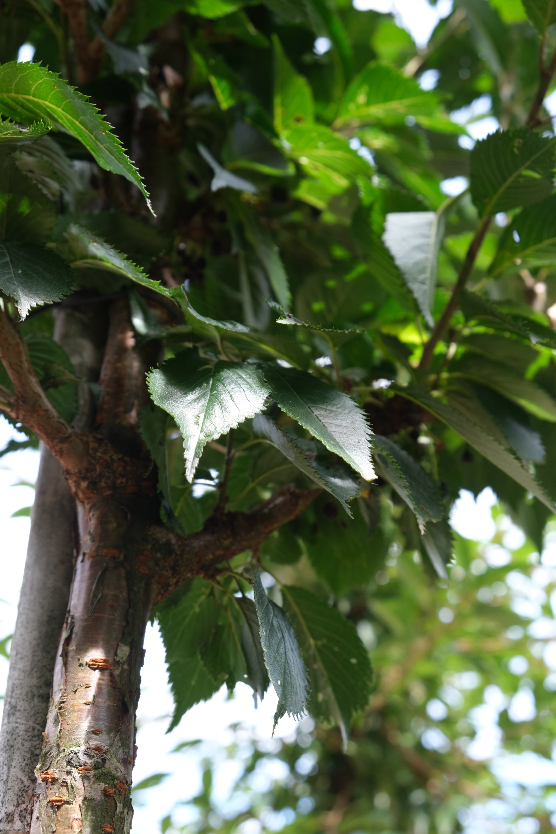 Prunus 'Okame' op stam bla