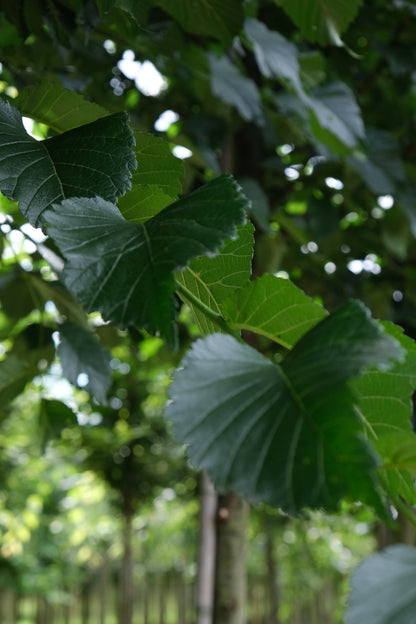 Ulmus 'Dodoens' op stam