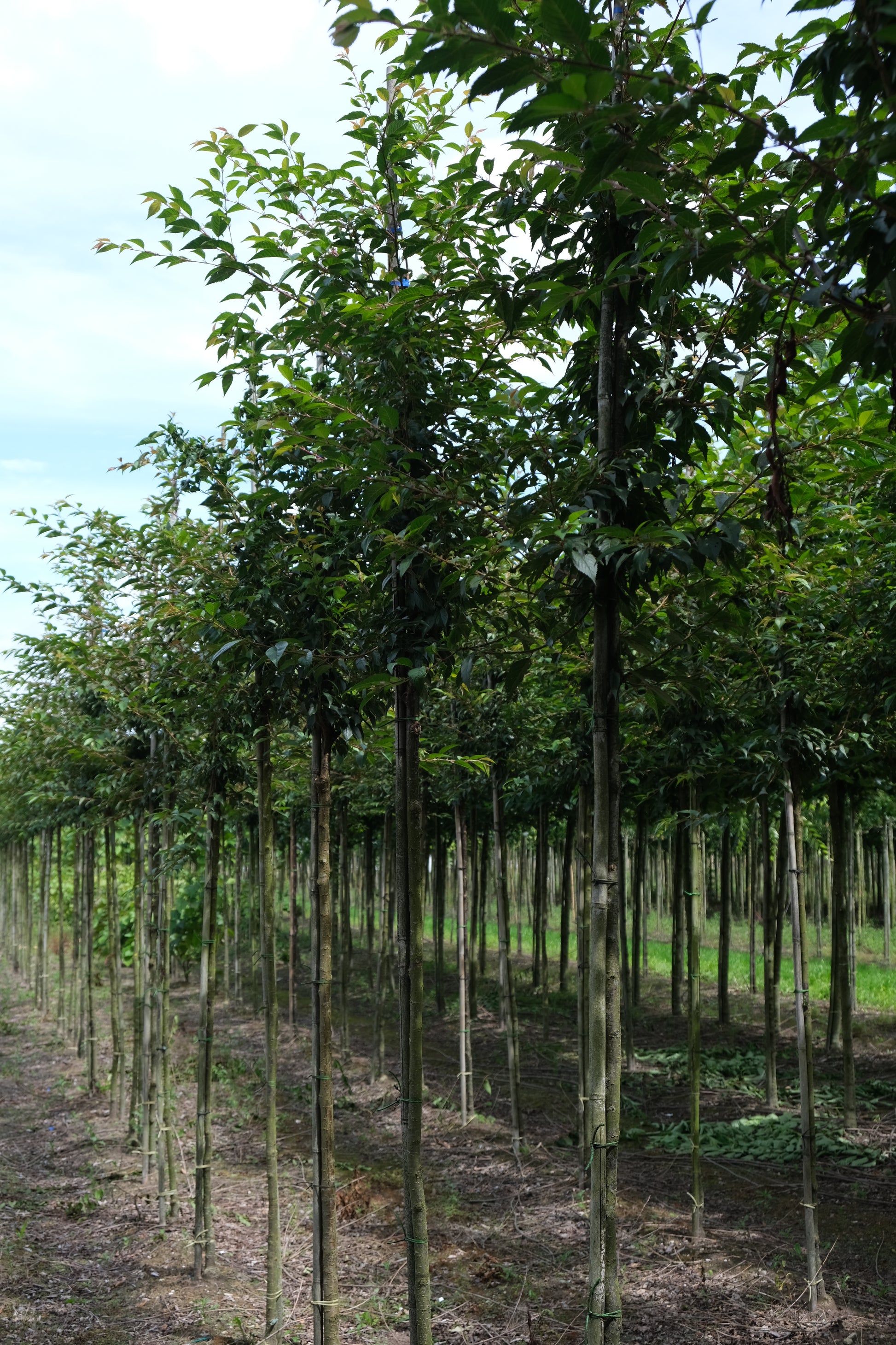 Prunus 'Okame' op stam op stam