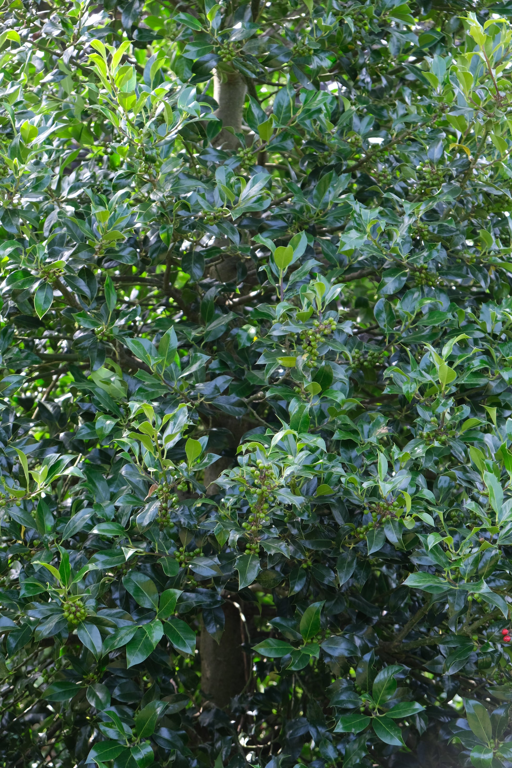 Ilex aquifolium haagplant