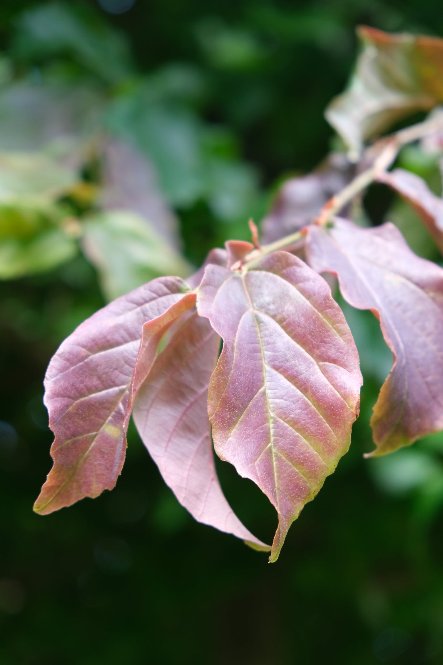 Parrotia persica dakboom blad