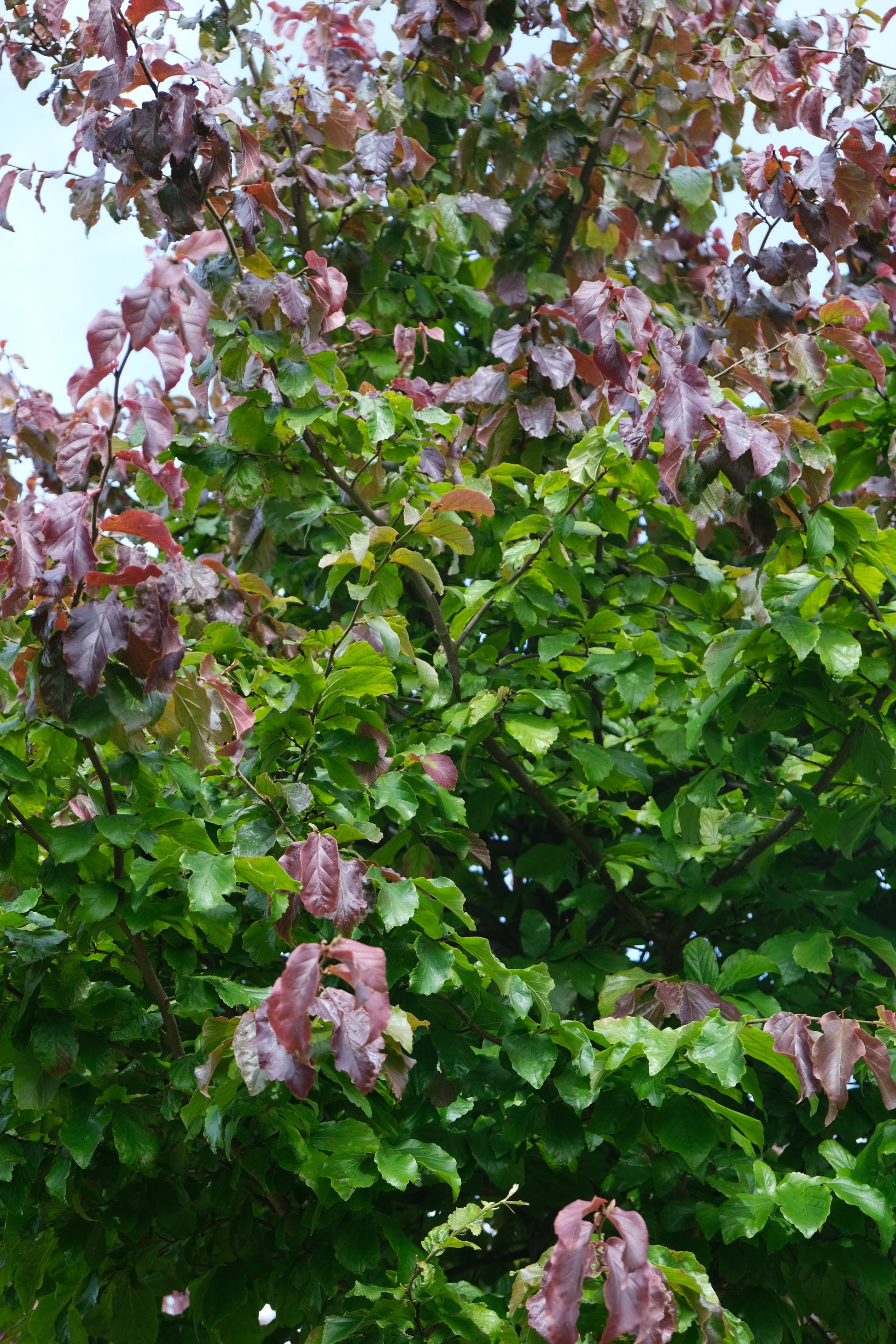 Parrotia persica dakboom t