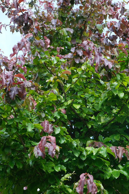 Parrotia persica dakboom t