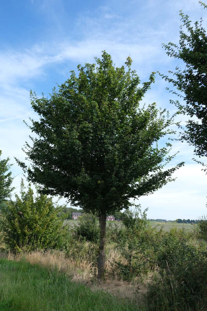 Acer campestre 'Elsrijk' op stam op stam