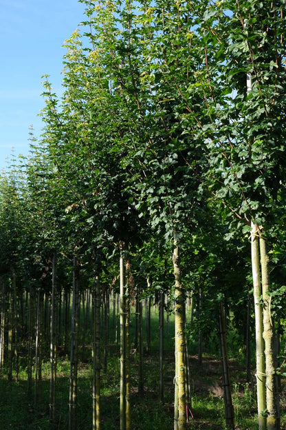 Acer campestre 'Fastigiatum' op stam op stam