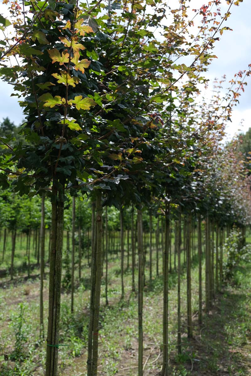 Acer campestre 'Red Shine' op stam op stam