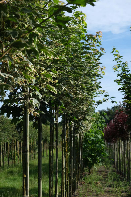 Acer platanoides 'Drummondii' op stam op stam