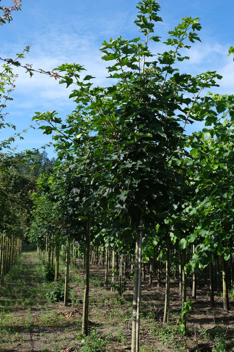 Acer pseudoplatanus op stam op stam