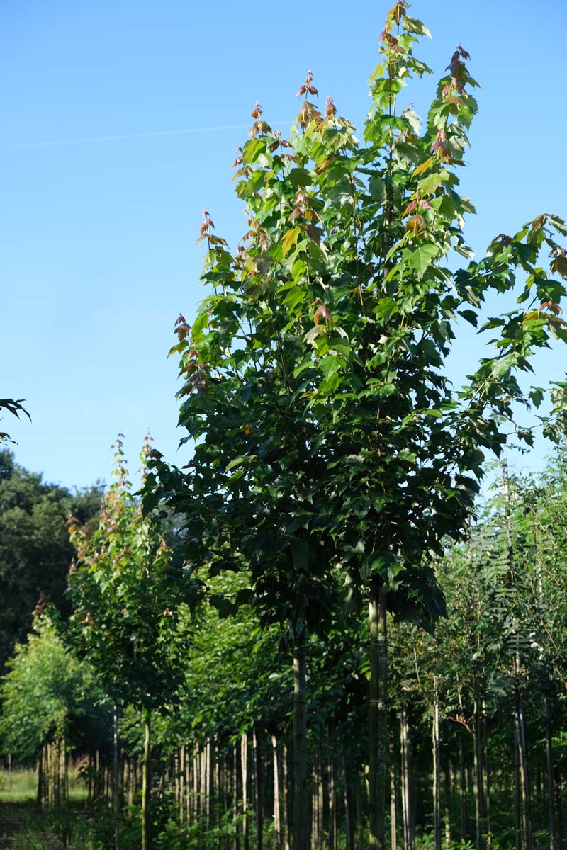 Acer rubrum 'Red King' op stam op stam