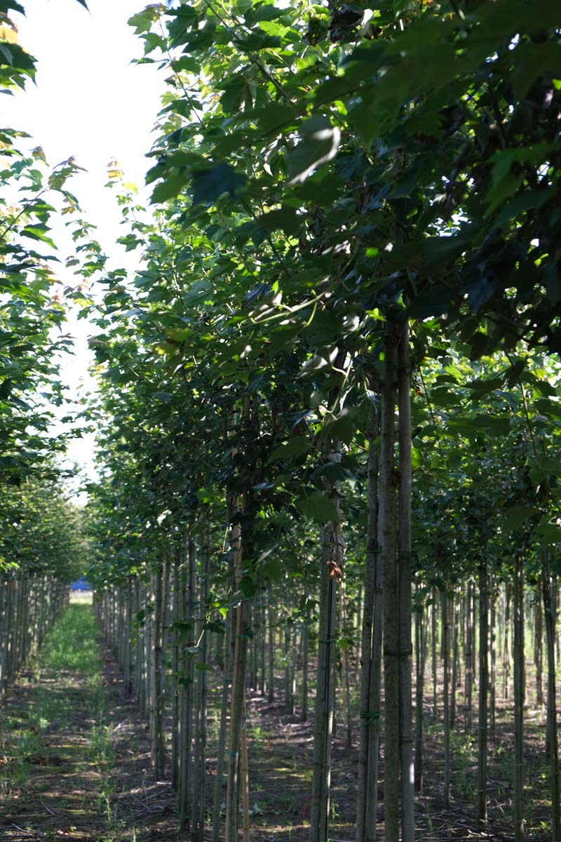 Acer rubrum 'Franksred' op stam op stam