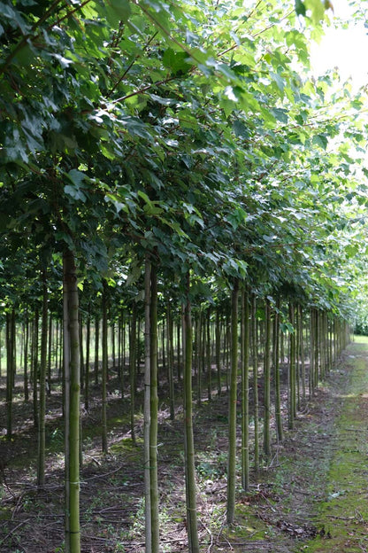 Acer rubrum 'Somerset' op stam op stam