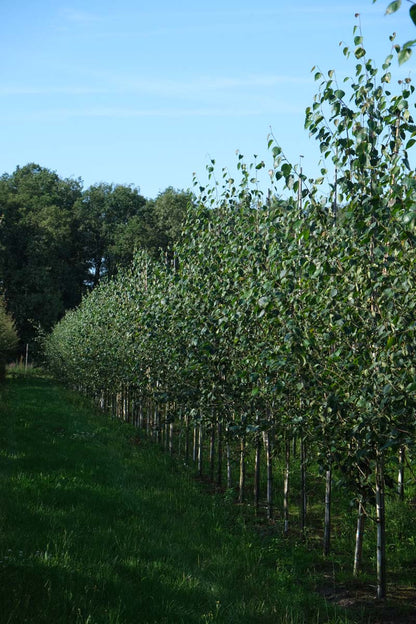 Betula utilis jacquemontii op stam op stam