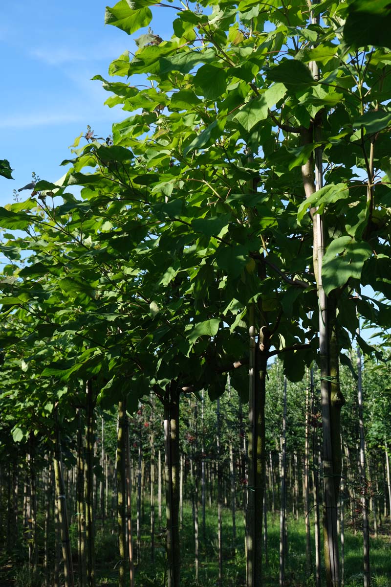 Catalpa ovata op stam op stam