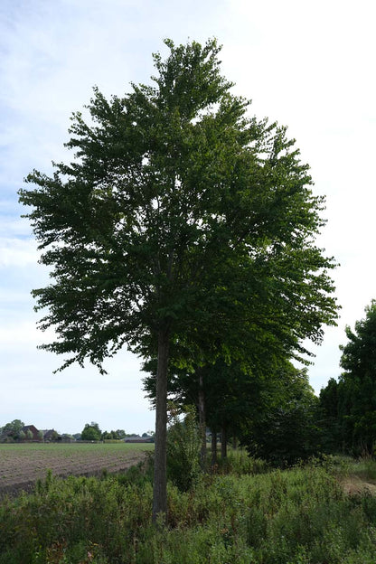 Cercidiphyllum japonicum op stam op stam