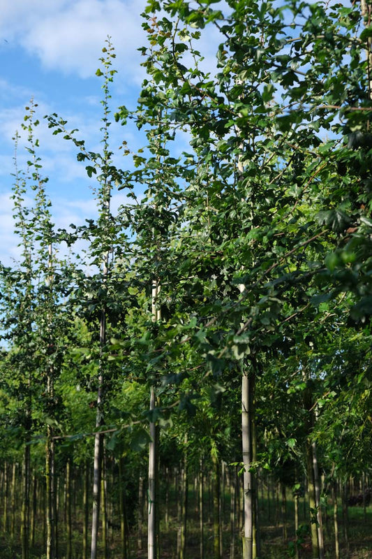 Crataegus laevigata 'Plena' op stam op stam