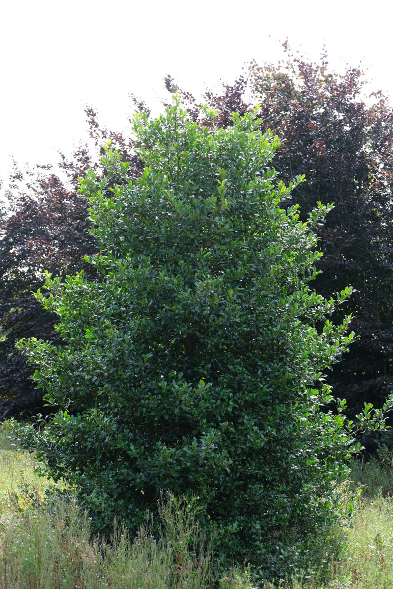 Ilex aquifolium meerstammig / struik struik