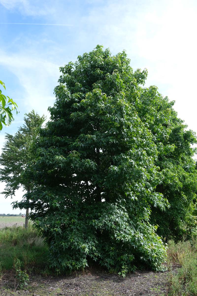 Liquidambar styraciflua solitair solitair