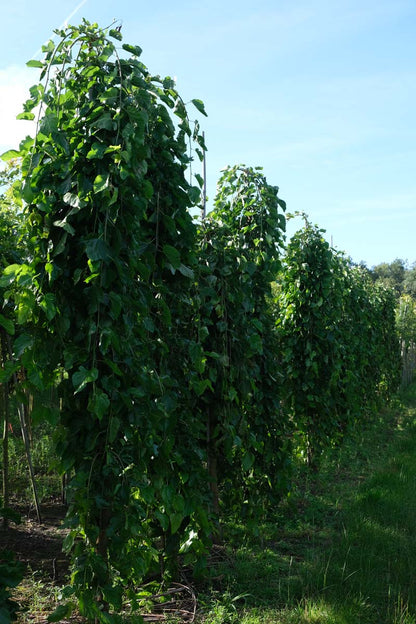 Morus alba 'Pendula' op stam op stam