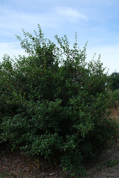 Osmanthus burkwoodii meerstammig / struik struik