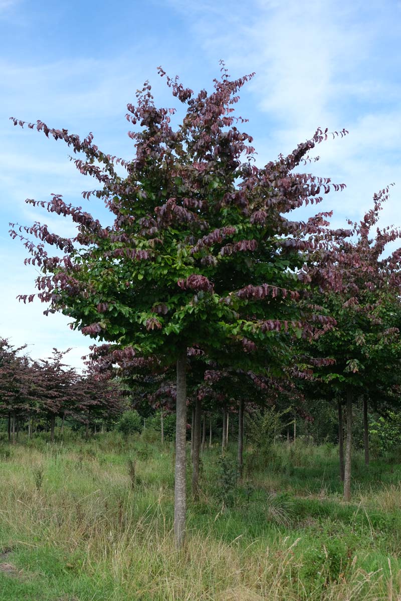 Parrotia persica op stam op stam