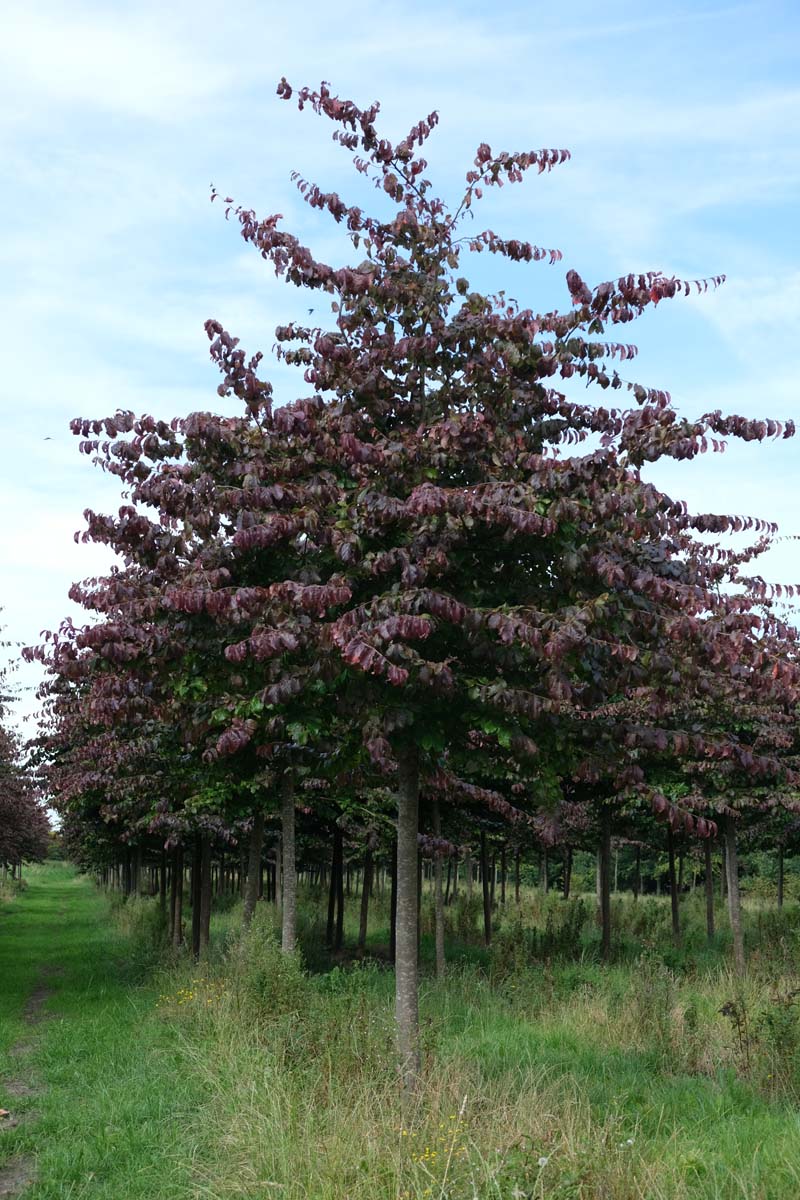 Parrotia persica op stam op stam