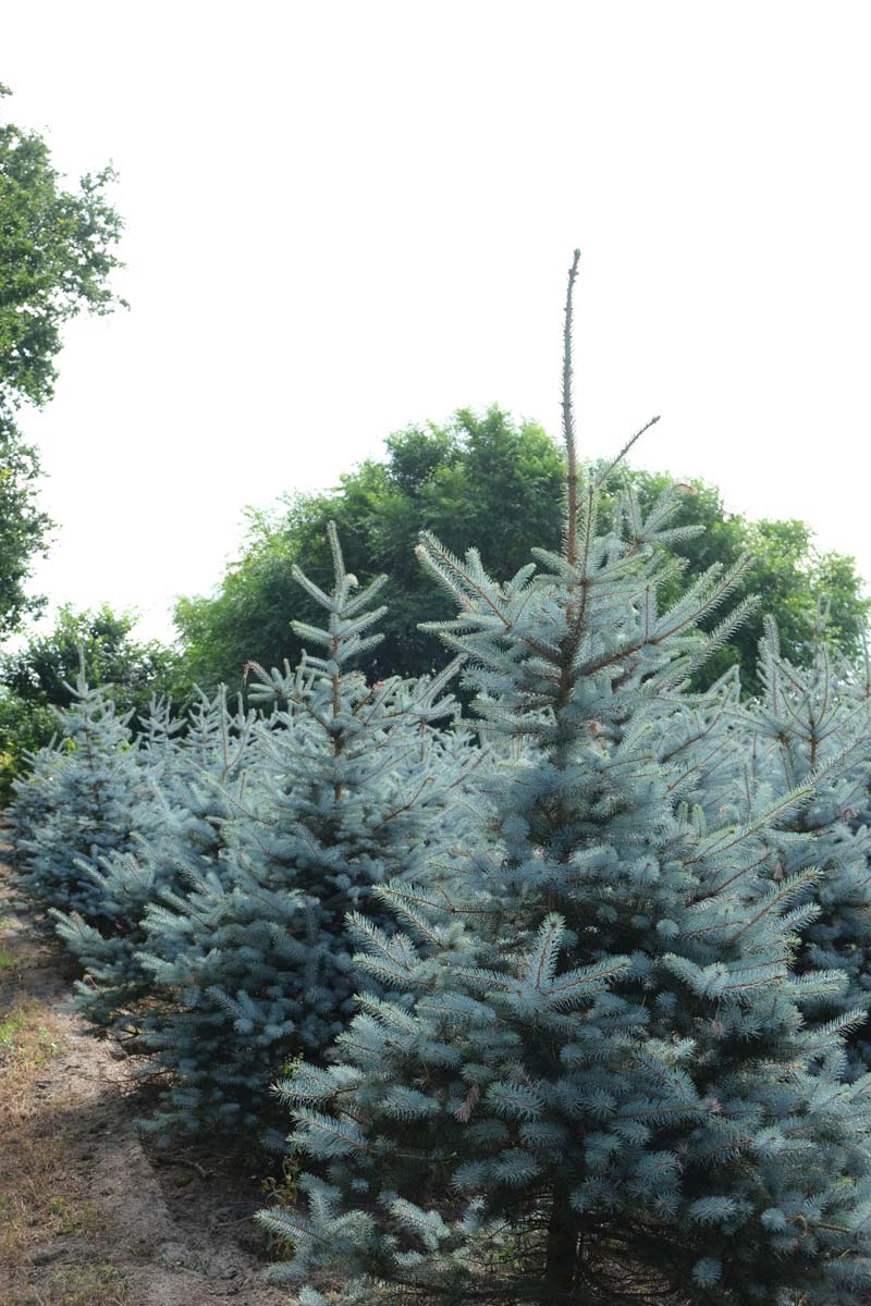 Picea pungens 'Blue Diamond' solitair