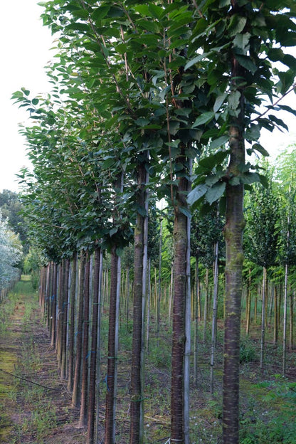 Prunus schmittii op stam op stam