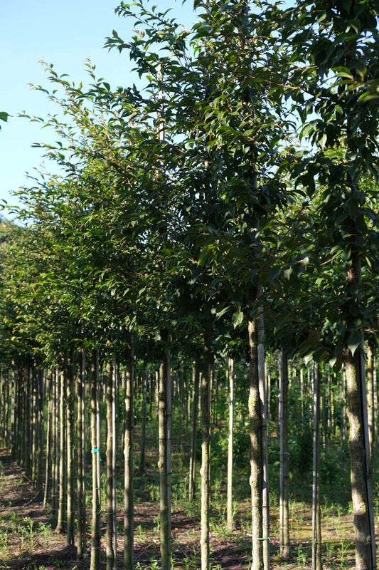 Prunus serrulata 'Hokusai' op stam op stam