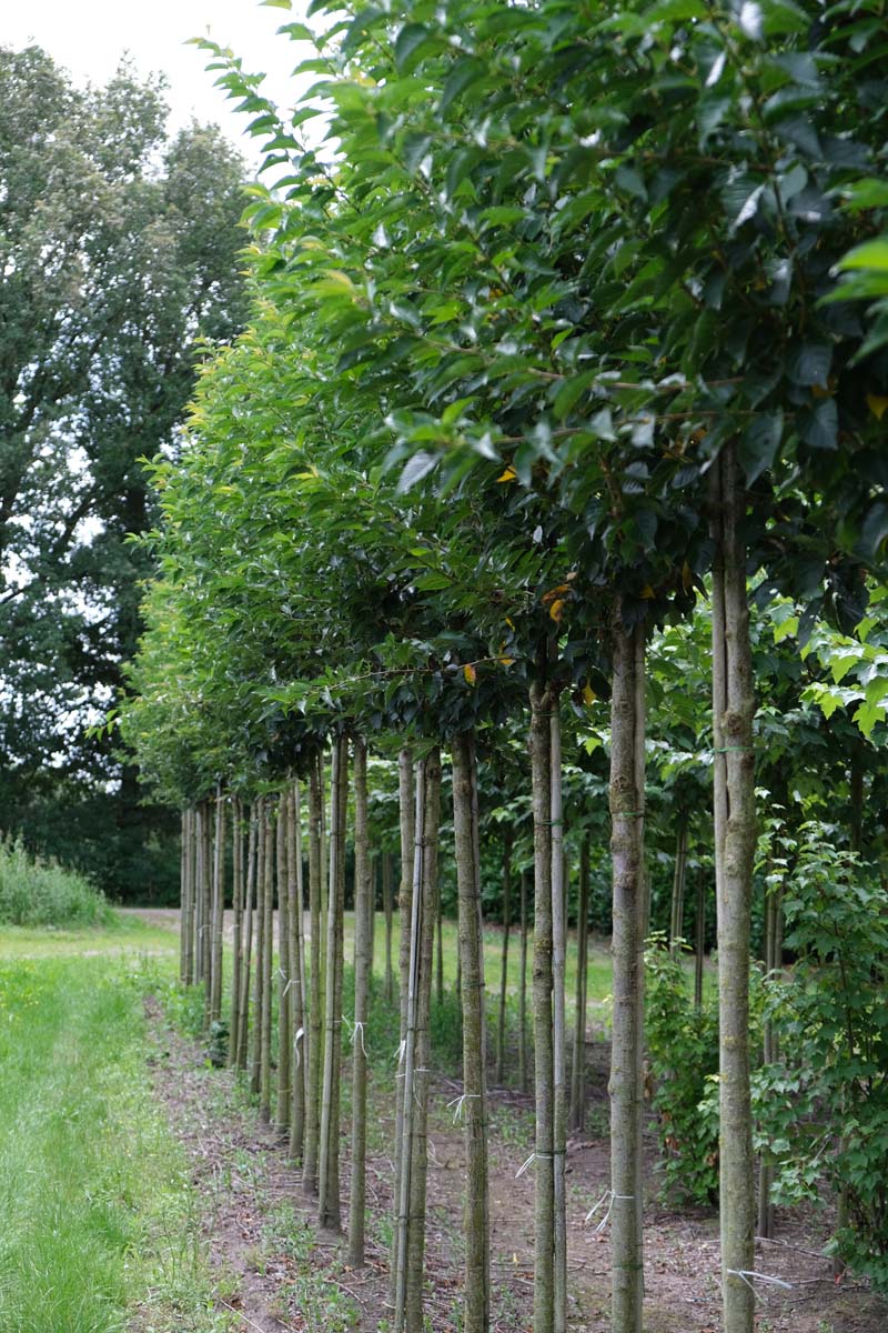 Prunus 'Umineko' op stam op stam