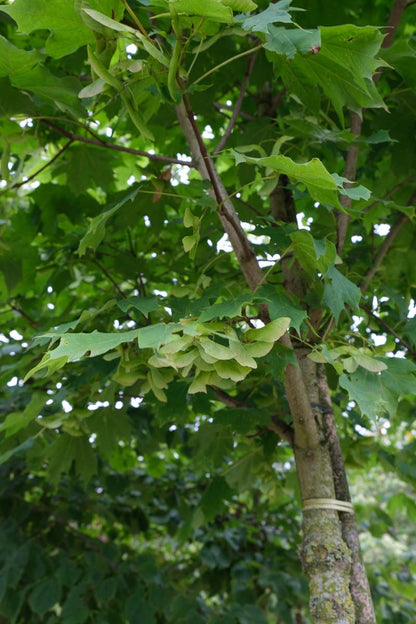 Acer platanoides 'Columnare' solitair stam