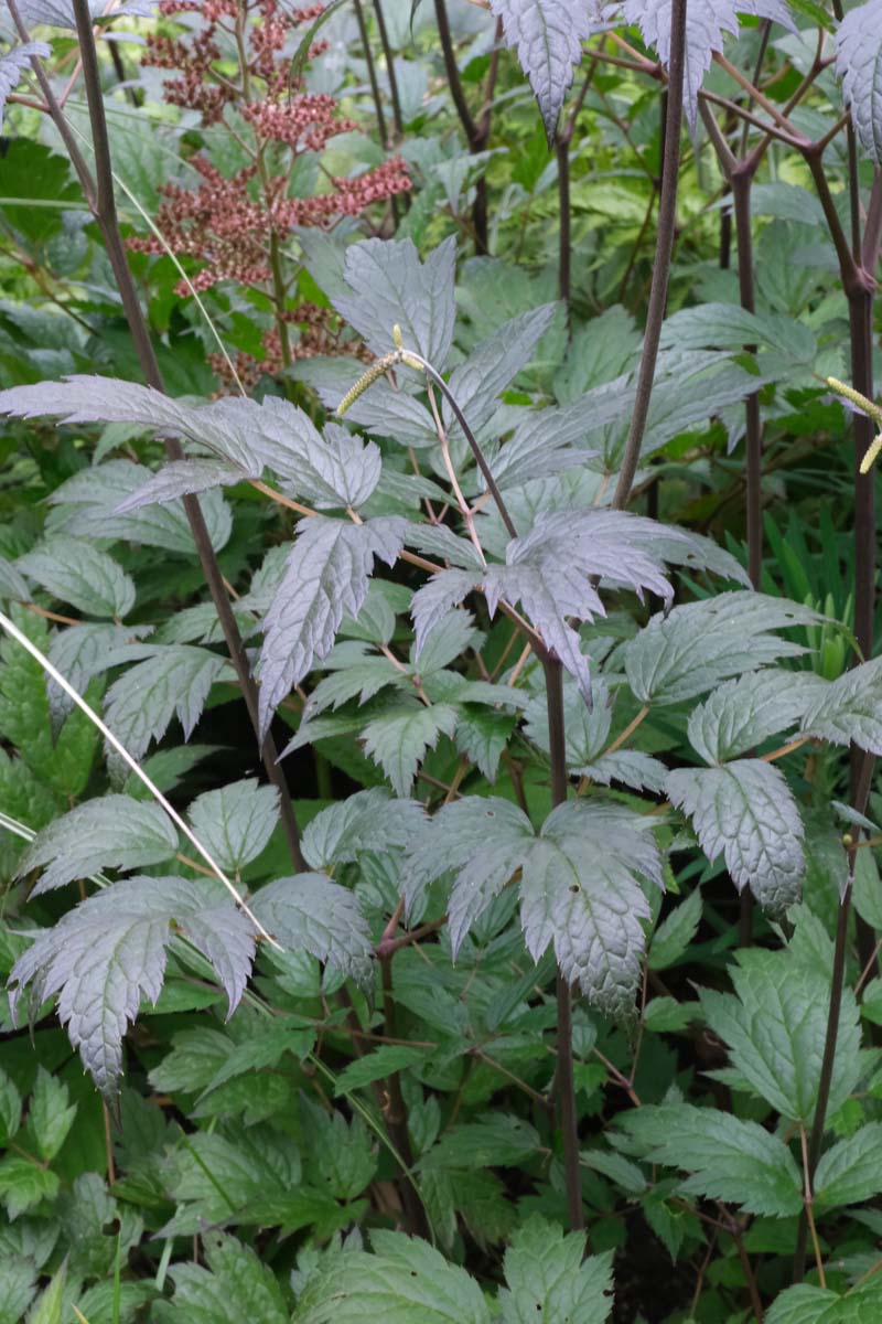 Actaea simplex 'Brunette' blad