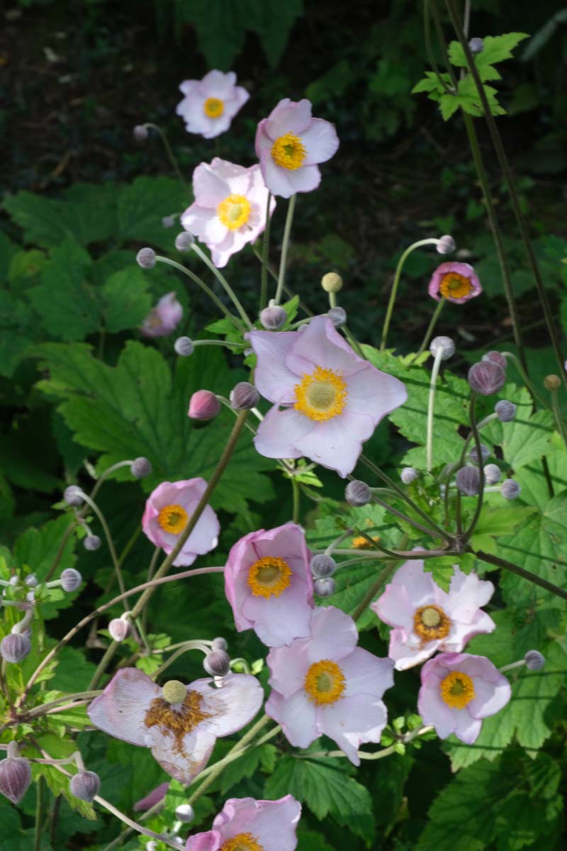 Anemone hupehensis 'September Charm' bloem