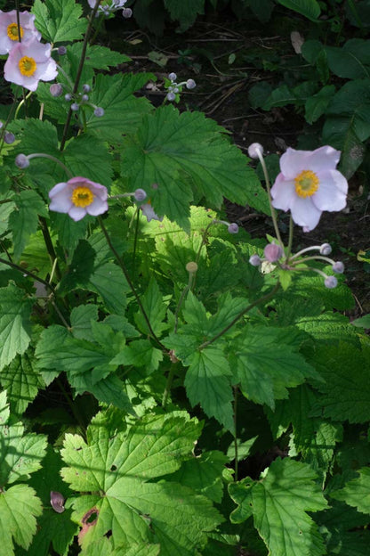 Anemone hupehensis 'September Charm' blad