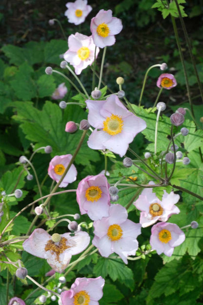 Anemone hupehensis 'September Charm' bloem