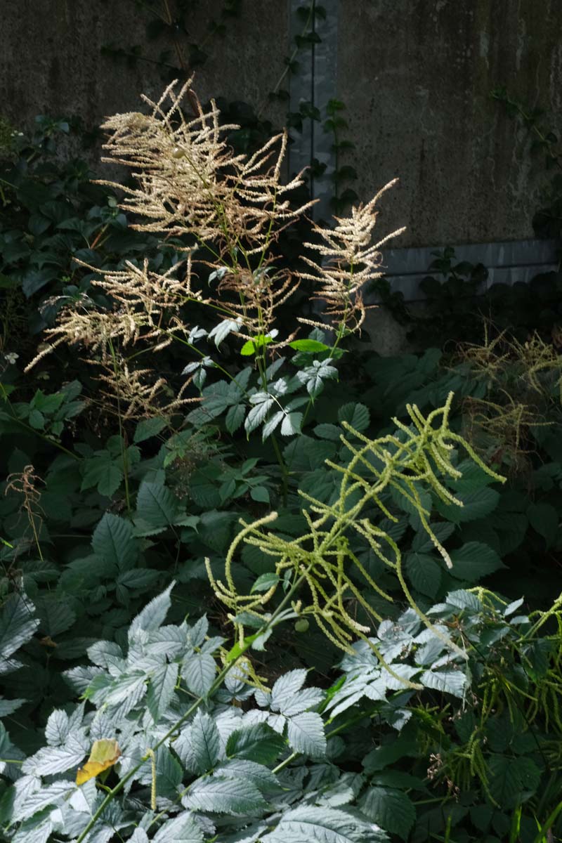 Aruncus dioicus bloem