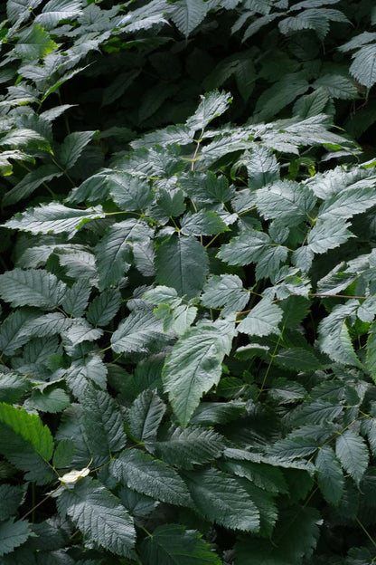 Aruncus dioicus blad