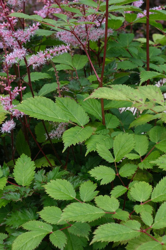 Astilbe chinensis 'Pumila' blad