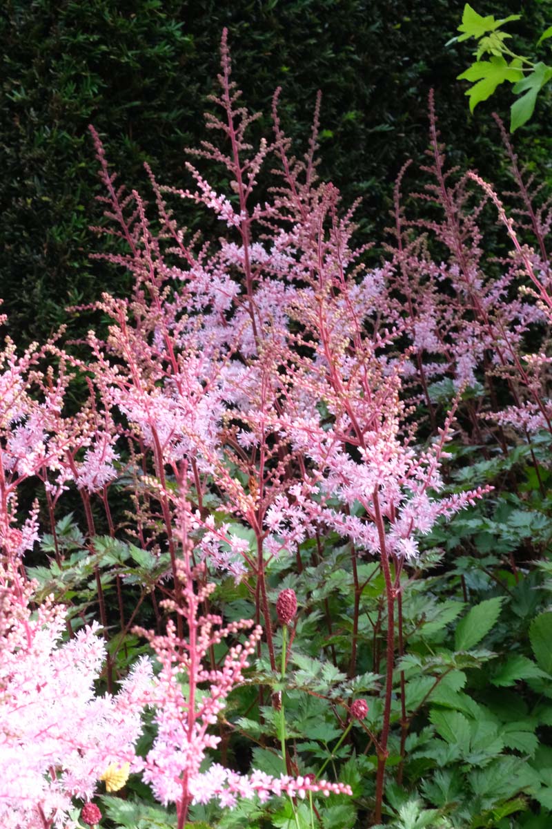 Astilbe chinensis 'Pumila' bloem