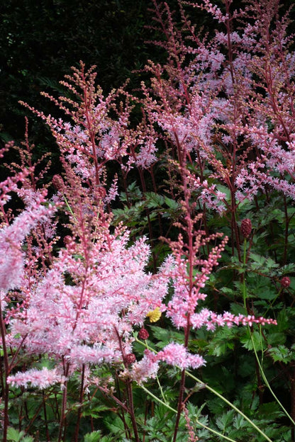 Astilbe chinensis 'Pumila' bloem