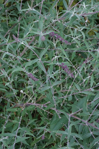 Buddleja davidii 'Nanho Purple' meerstammig / struik blad