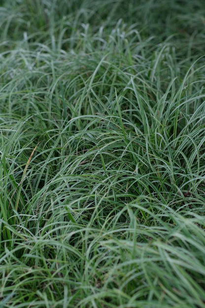 Carex 'Silver Sceptre'