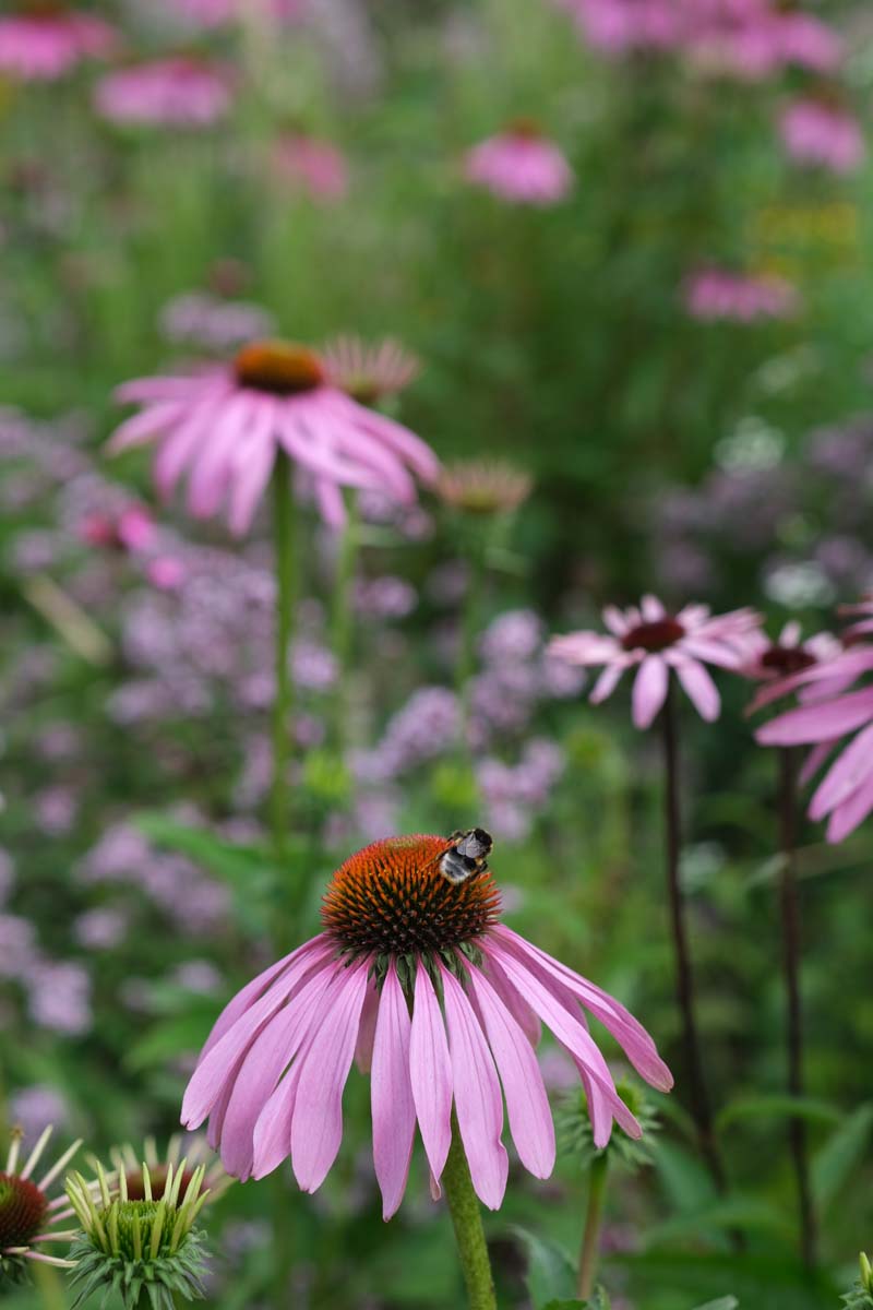 Echinacea purpurea bloem