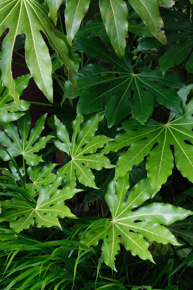 Fatsia japonica Tuinplanten blad