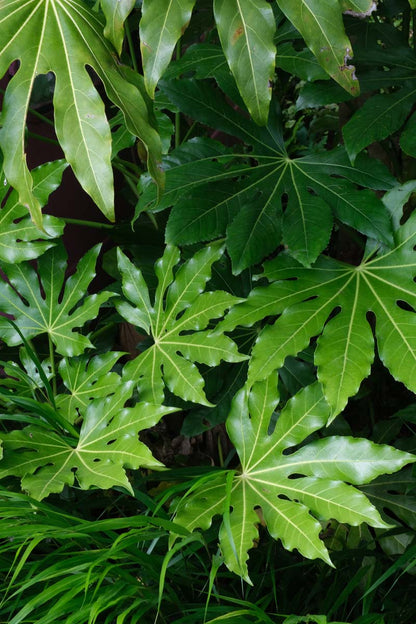 Fatsia japonica Tuinplanten blad