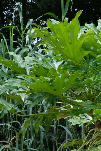 Fatsia japonica Tuinplanten blad