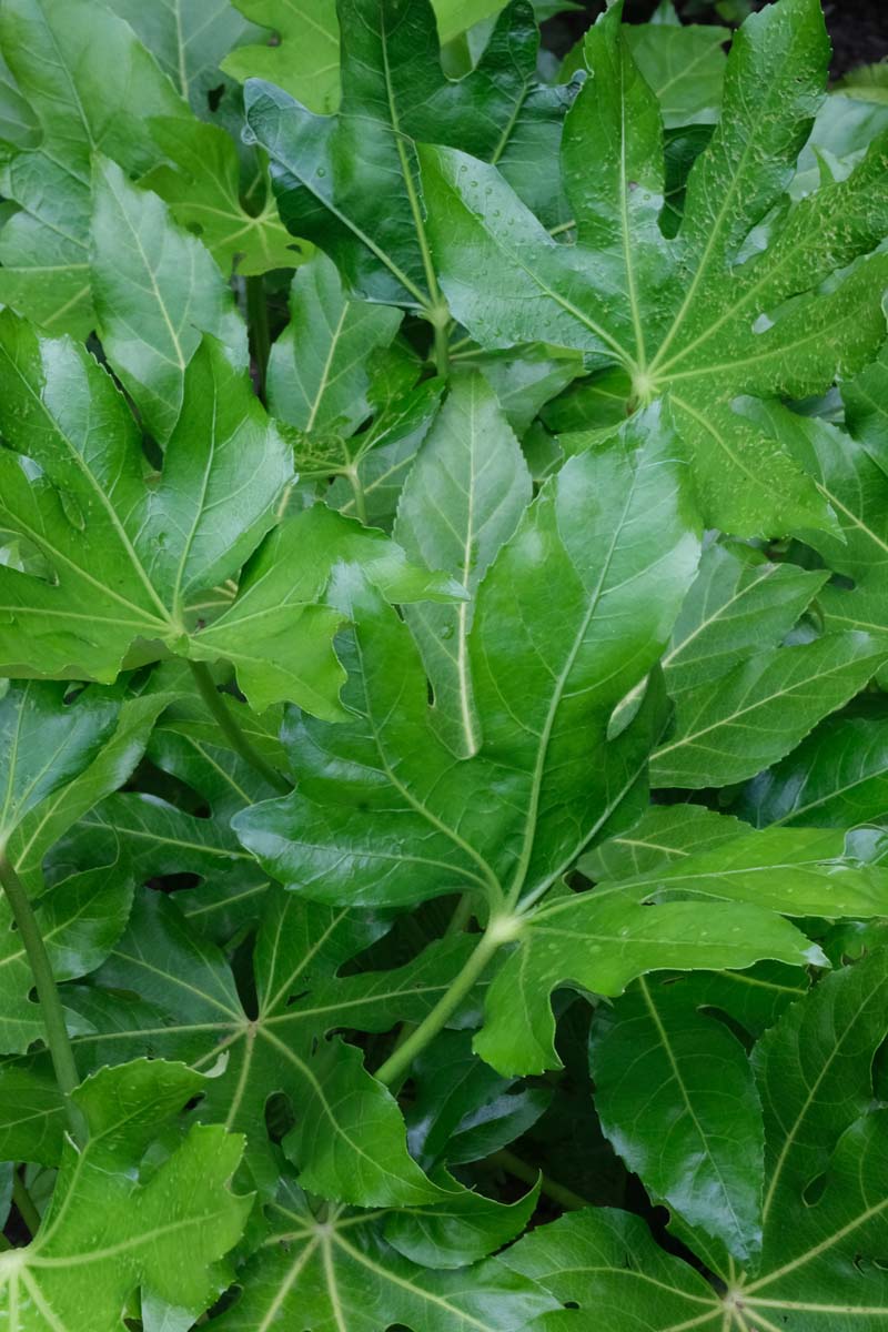 Fatsia japonica blad