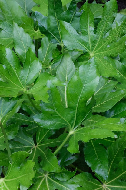 Fatsia japonica Tuinplanten blad